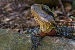 Eastern Water Dragon