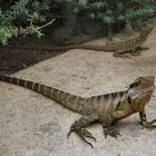 Eastern Water Dragon