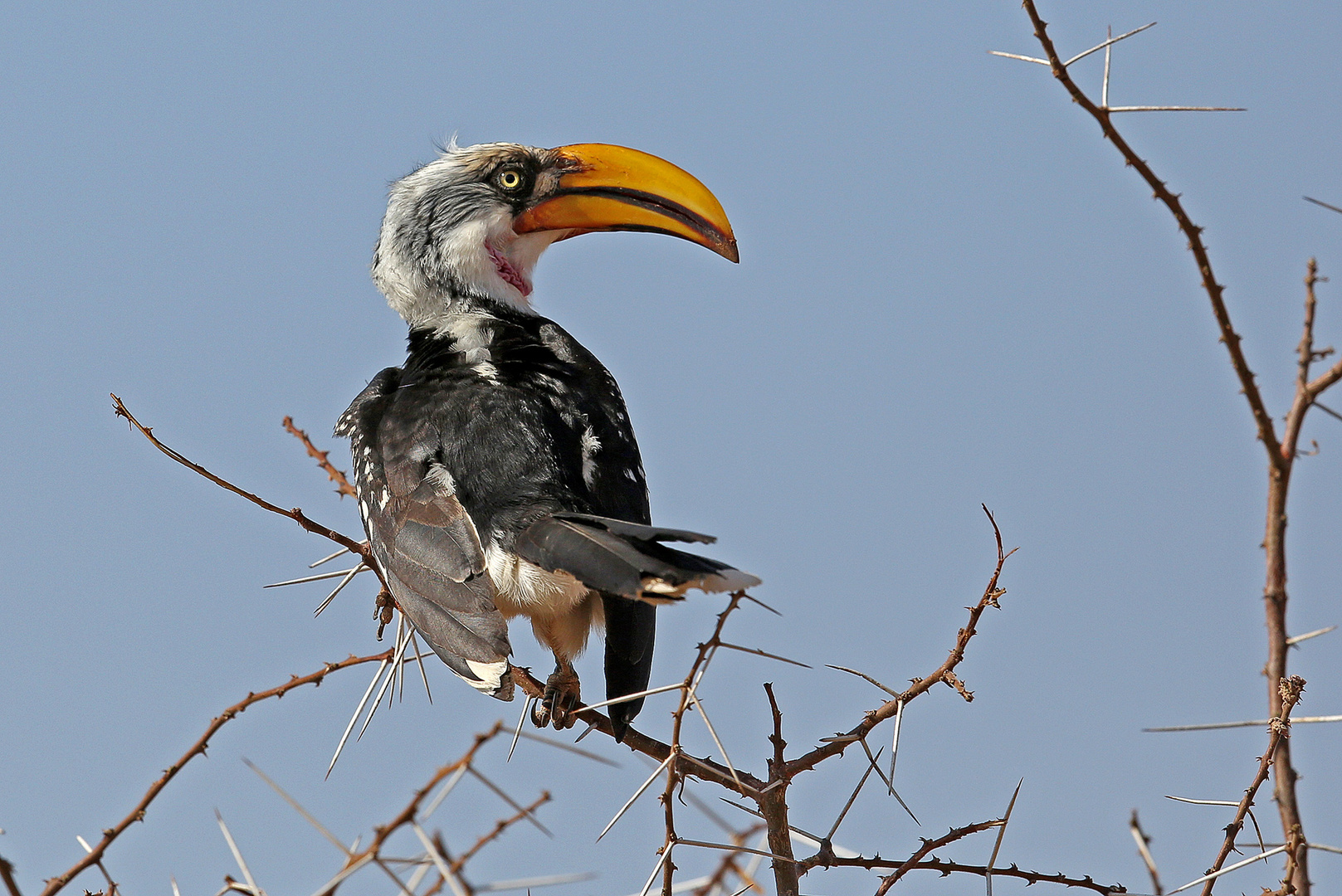 Eastern Yellow-billed Hornbill