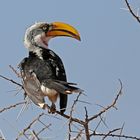 Eastern Yellow-billed Hornbill