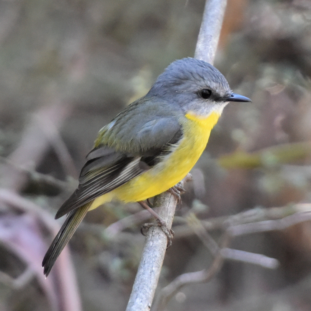 Eastern Yellow Robin