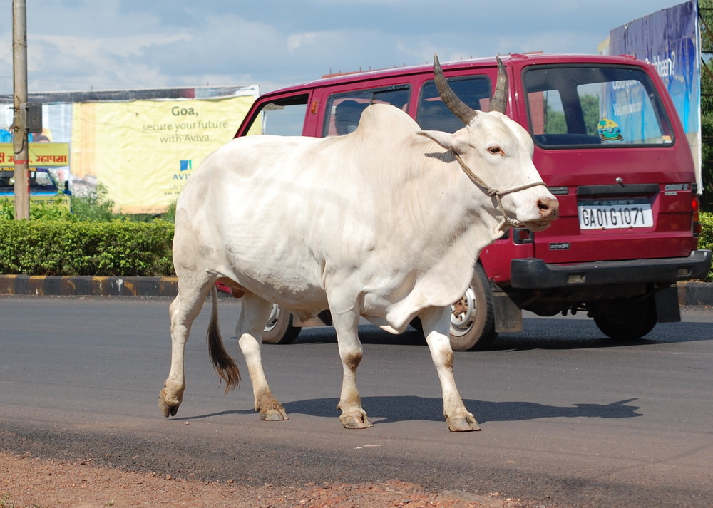 Easy going in Goa...