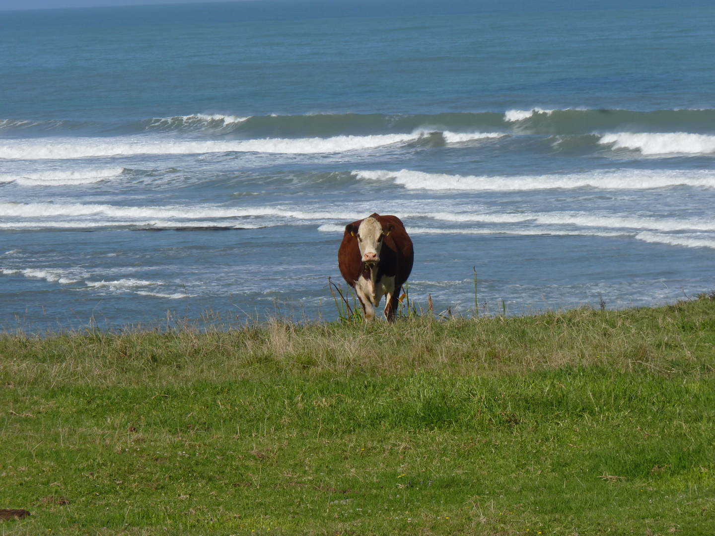 Easy living NZ