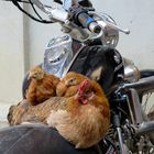 Easy Rider