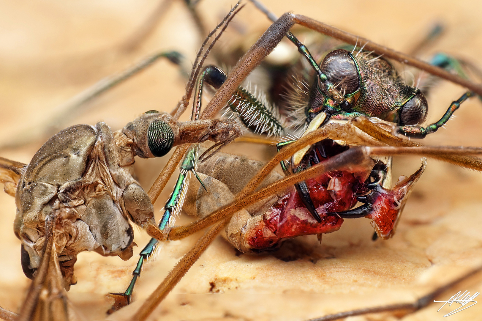 Eaten while alive - Berg-Sandlaufkäfer mit Beute