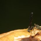 Eating a banana