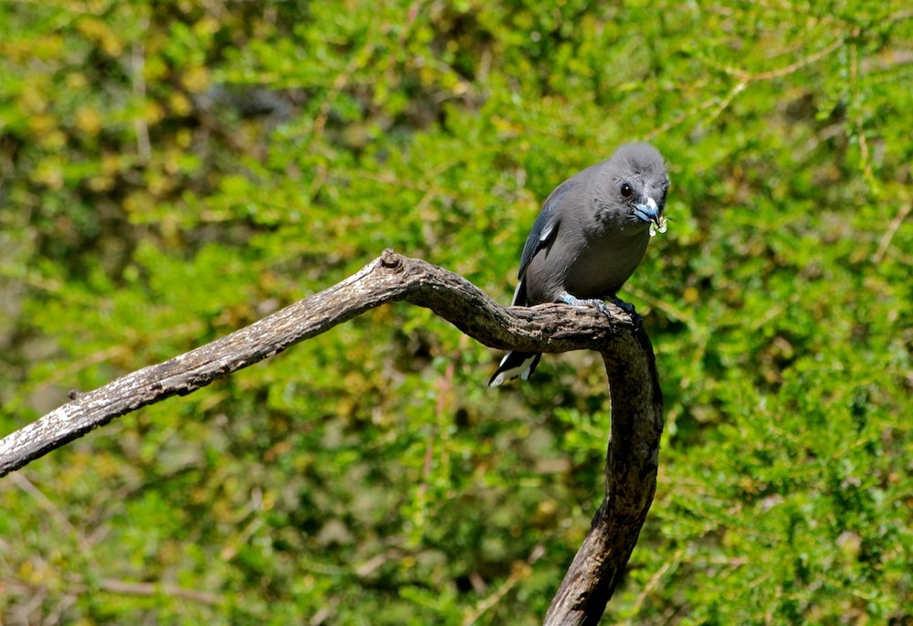 Eating bird