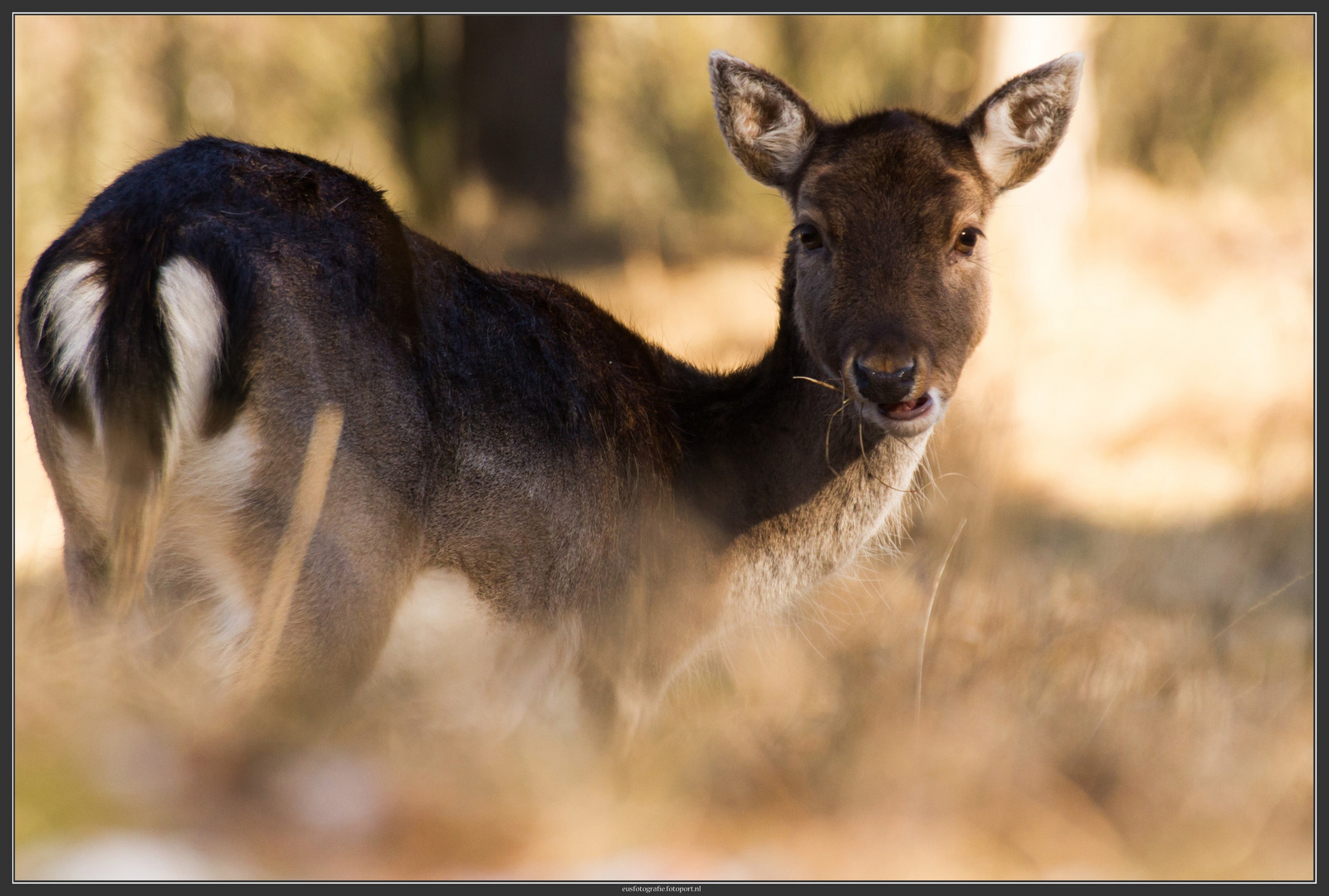 eating deer in the forest