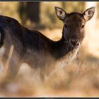 eating deer in the forest