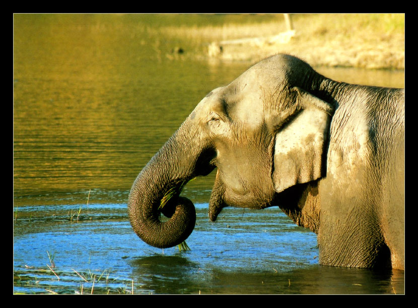 Eating Elephant