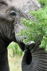 Eating Greens