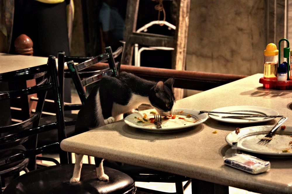 "Eating habits of Cairo's cats"