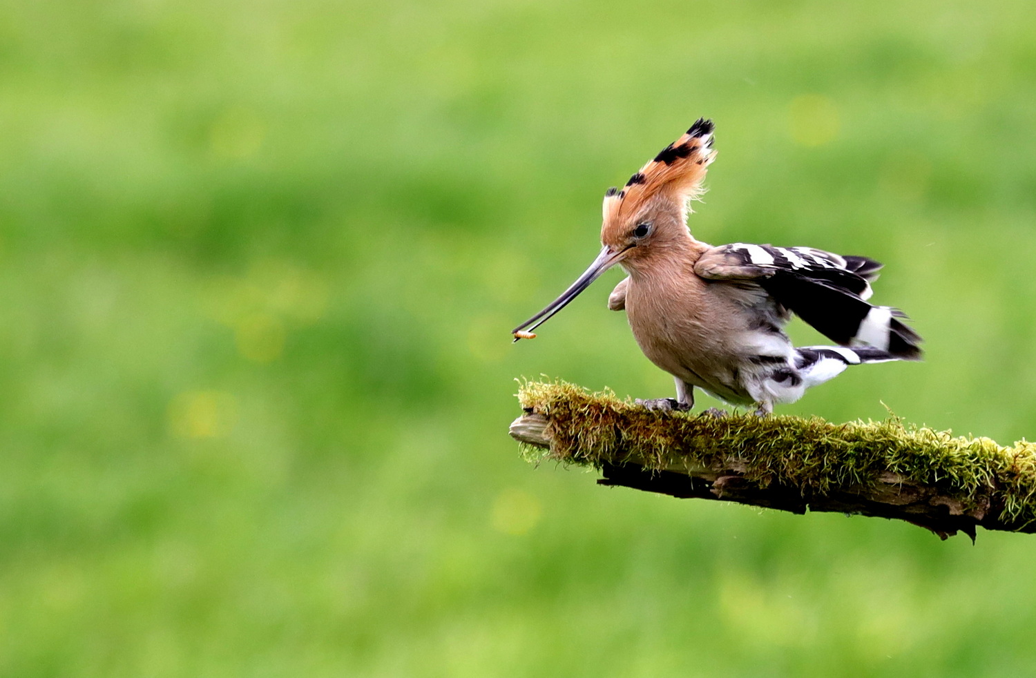 Eating hoopoe