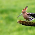 Eating hoopoe