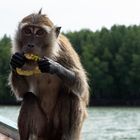 Eating Monkey