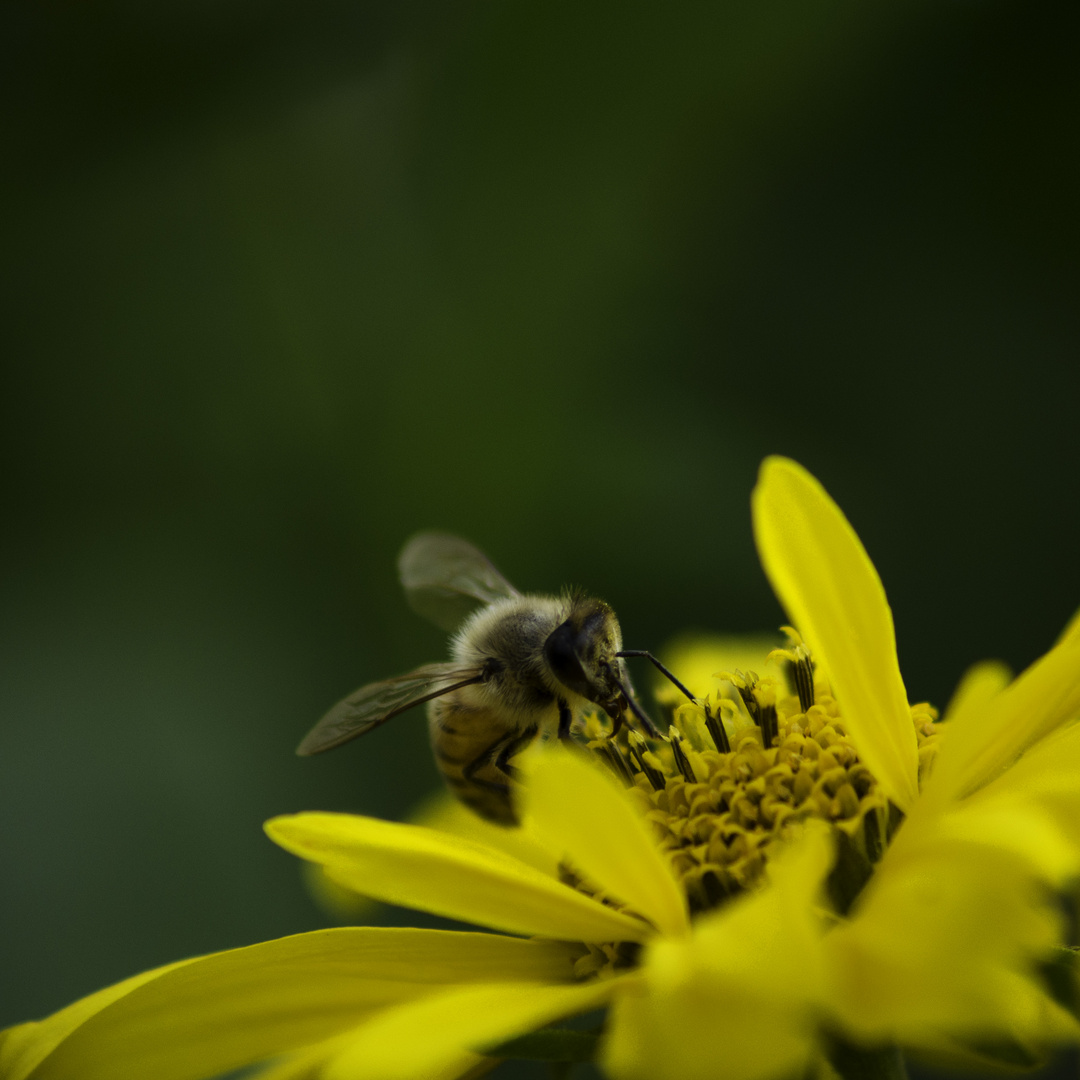 eating this yellow flower