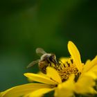 eating this yellow flower