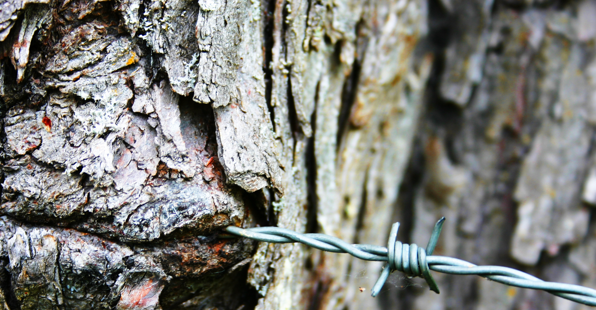 Eating Tree