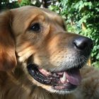 Eaton - golden Retriever