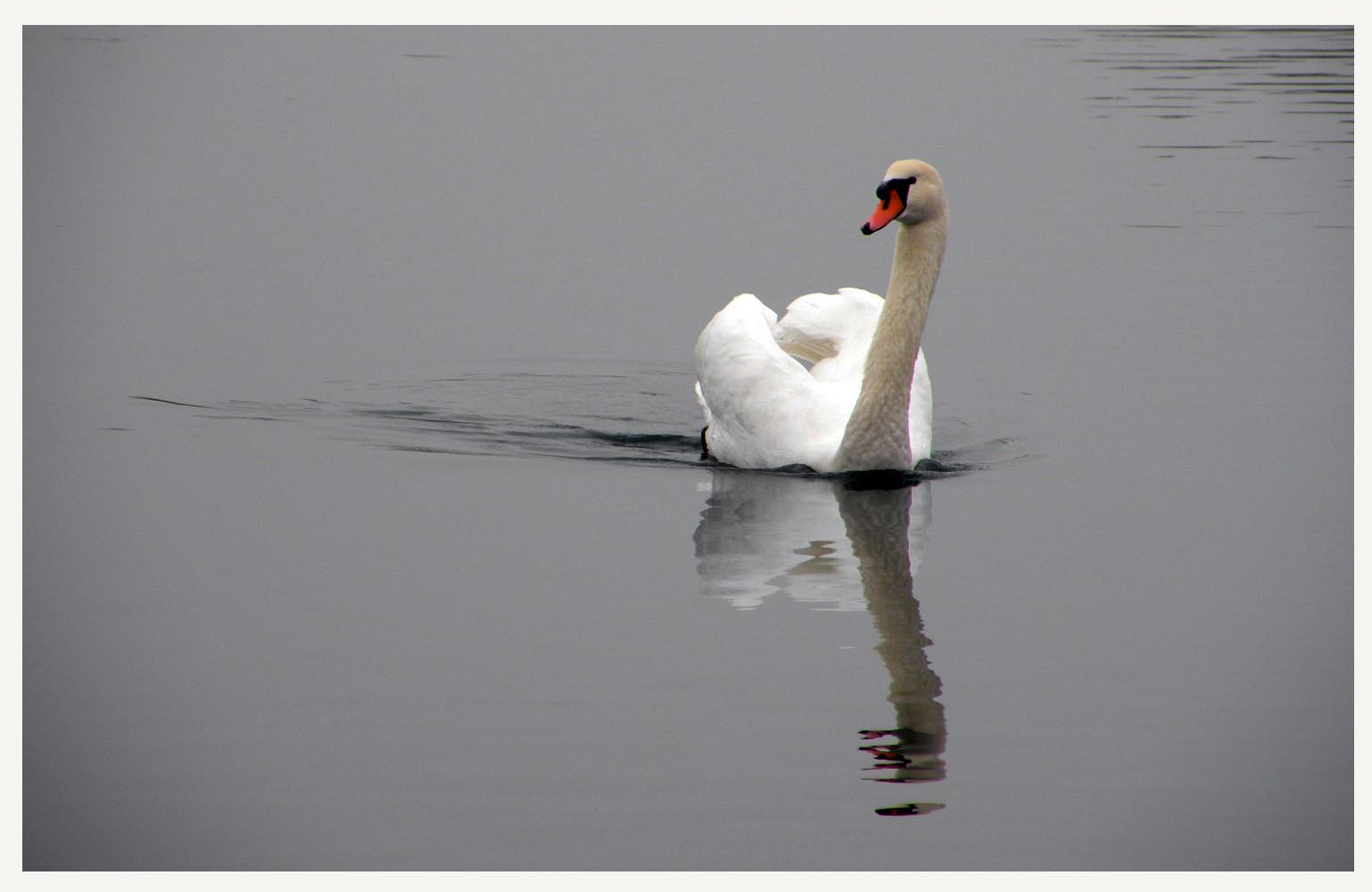 Eau ou miroir !