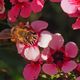 Bourdon butinant des fleurs de leptospermum