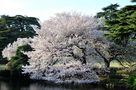 Hanami by TravelPhotographer 