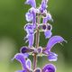 Wiesensalbei (Salvia pratensis)