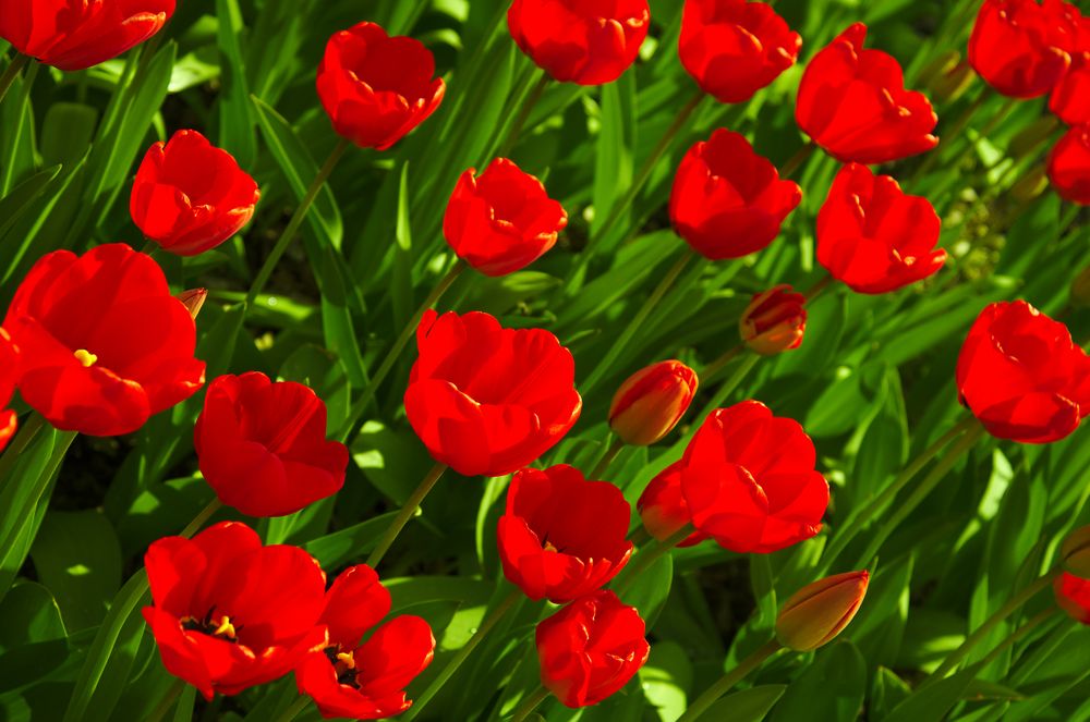 Leuchtende Rote Tulpen von BRs Fotos 