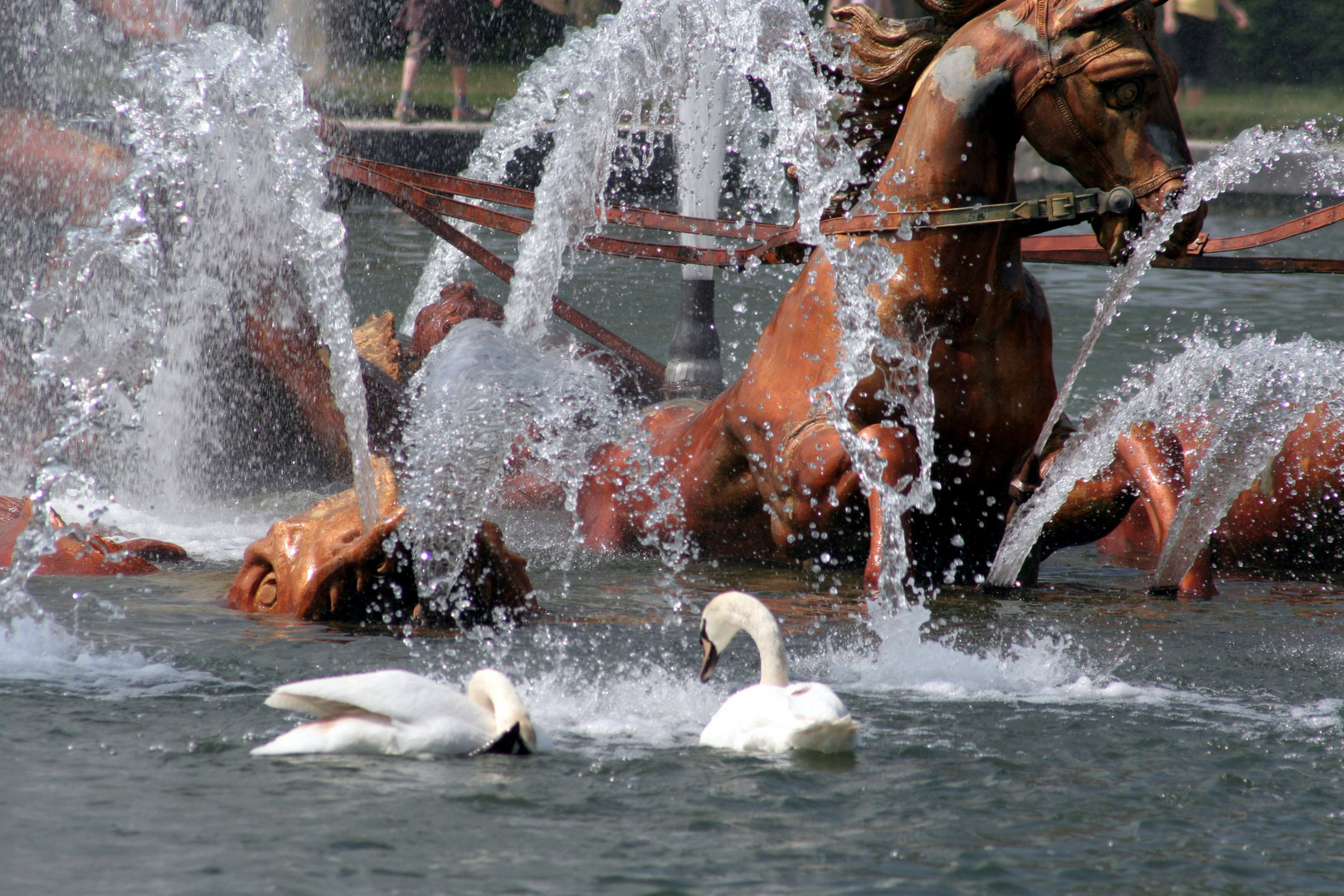 Ebats de cygne dans la fontaine