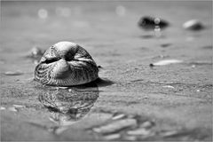 Ebbe...