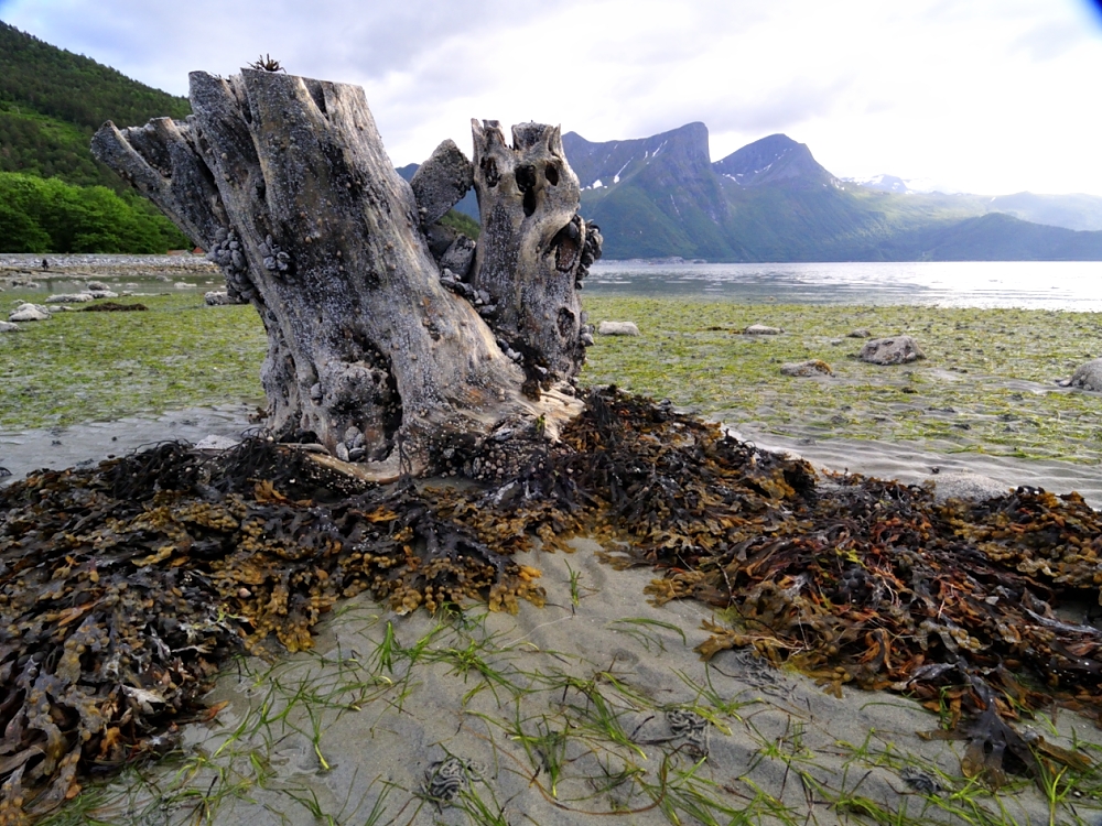 Ebbe am Romsdalsfjord / Norwegen