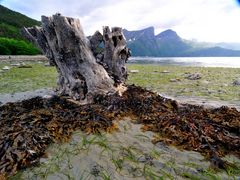 Ebbe am Romsdalsfjord / Norwegen