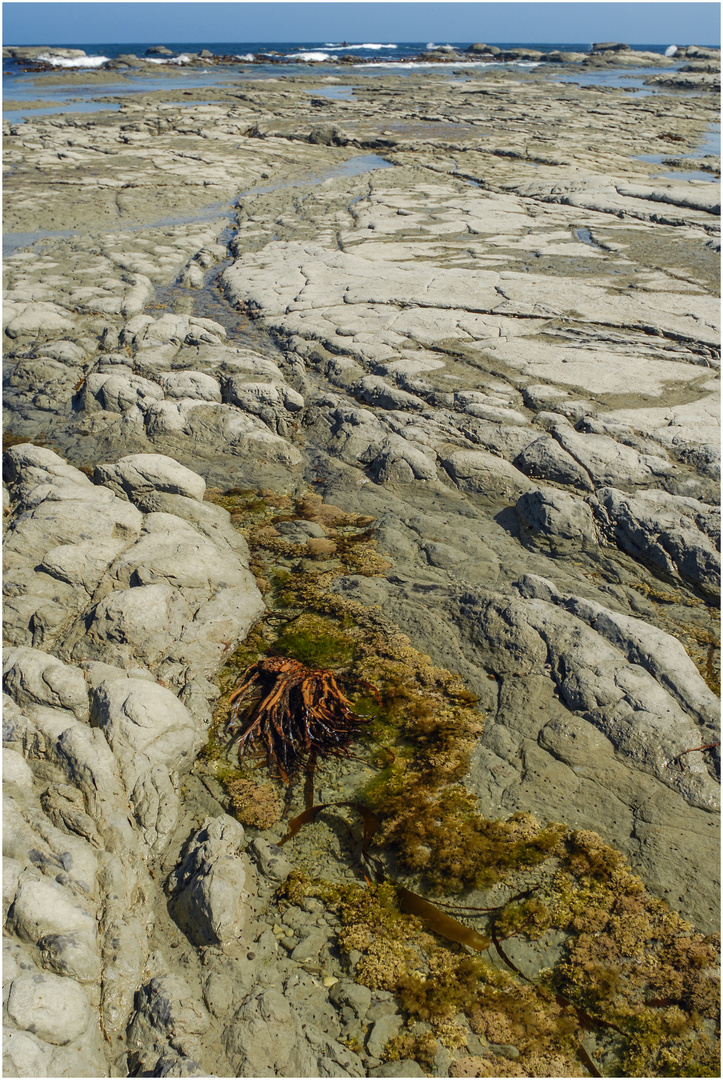 Ebbe - bei Kaikoura, Südinsel Neuseeland