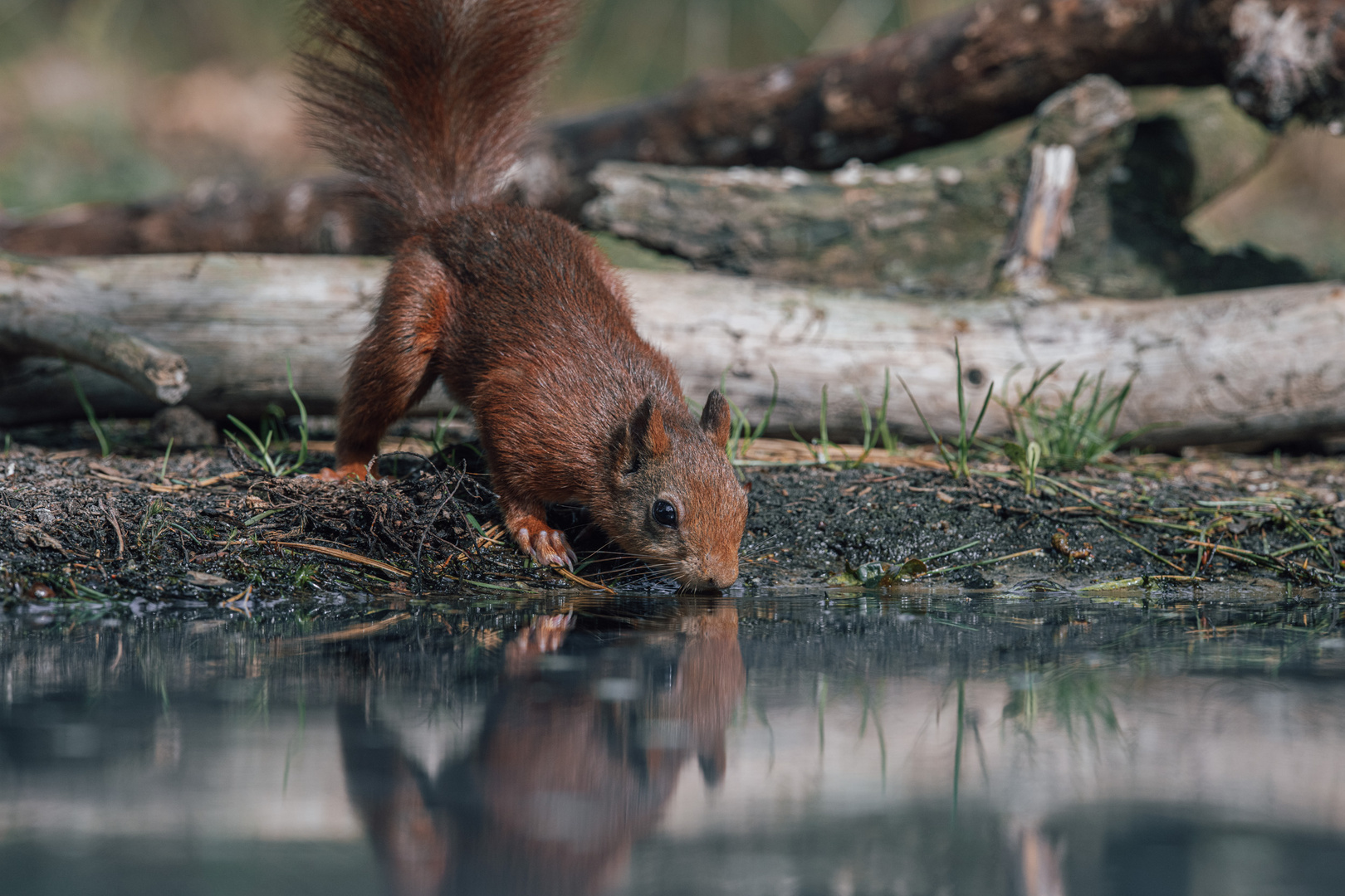 Ebbe Foto & Bild tiere, wildlife, säugetiere Bilder auf