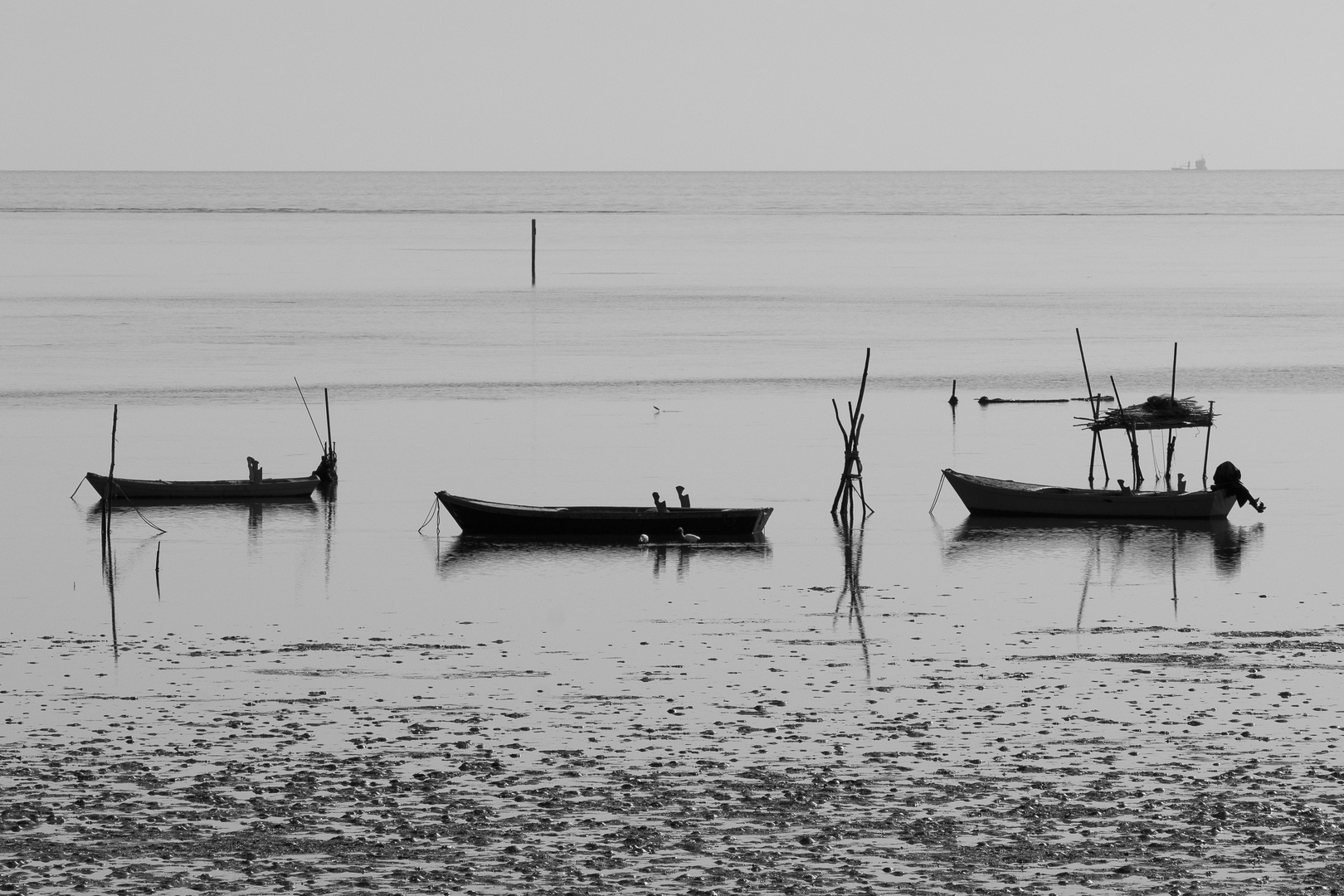 Ebbe, Grado, Italien, 2011