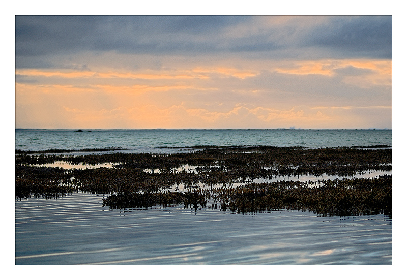 Ebbe mit Korallenlandschaft Mauritius