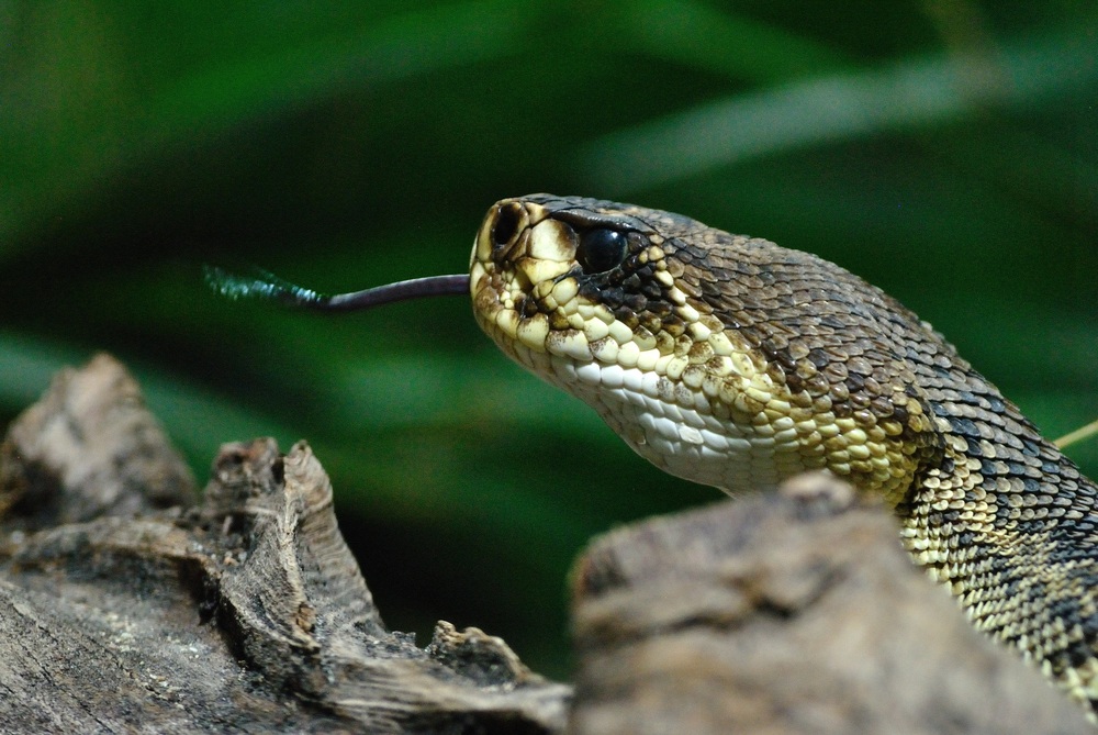 Lengua viperina de Carletes 