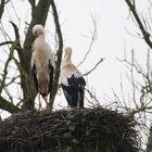 Eben angekommen -mit Saharastaub ?