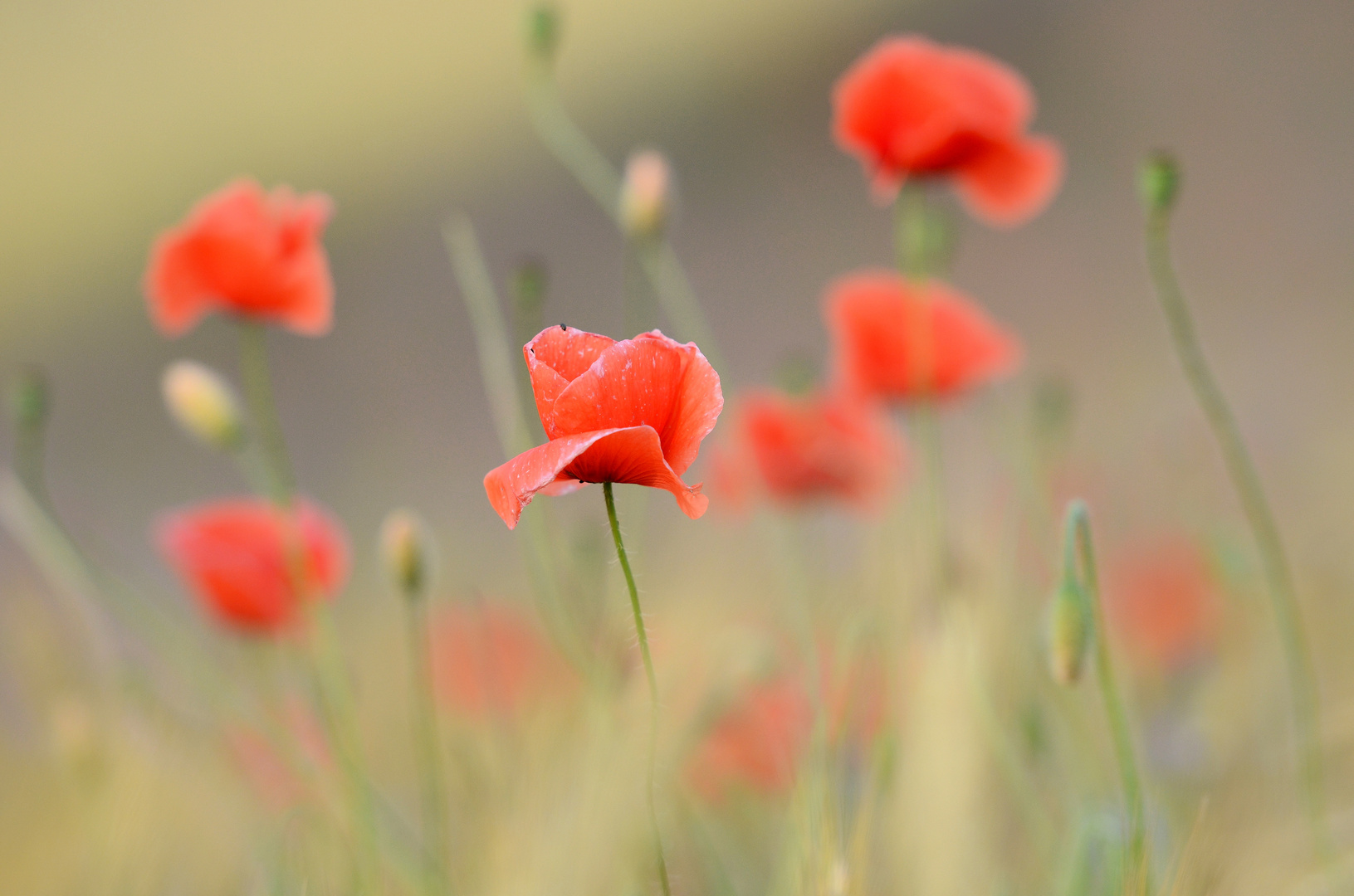 ... eben einfach nur Mohn