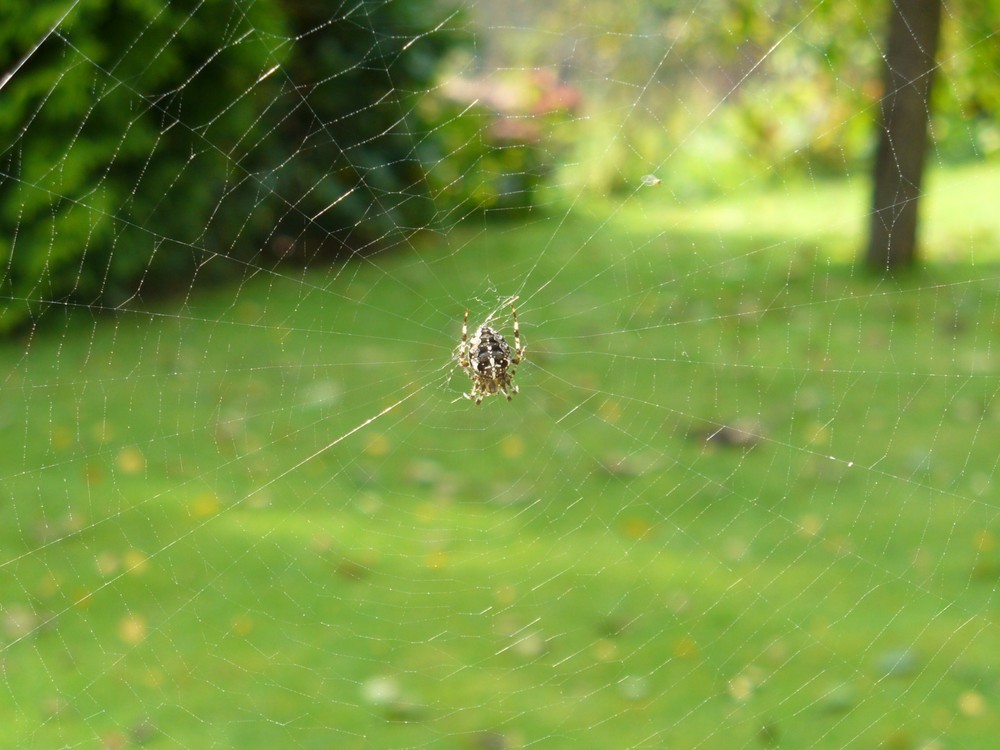 eben im Garten...