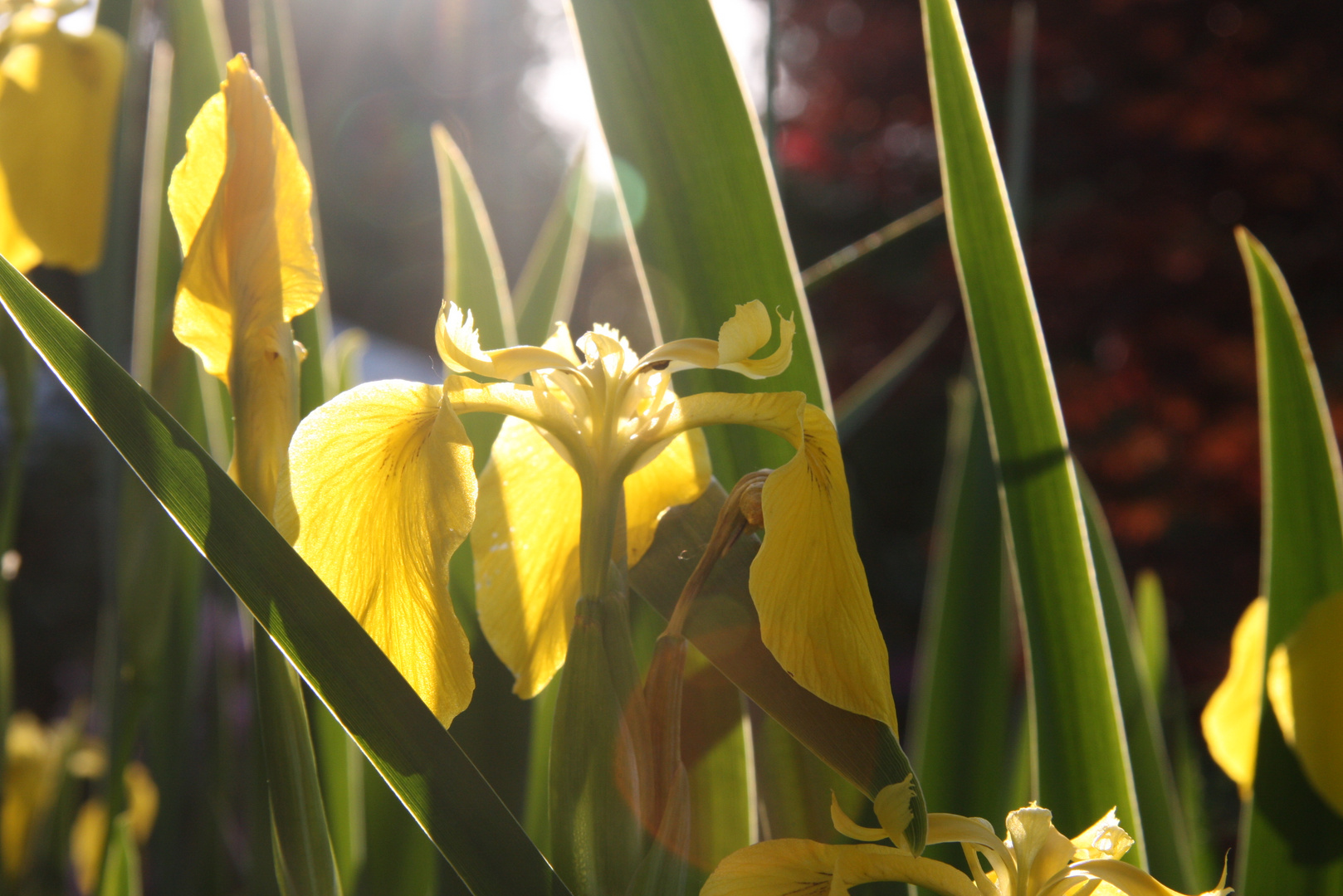 Eben im Garten...