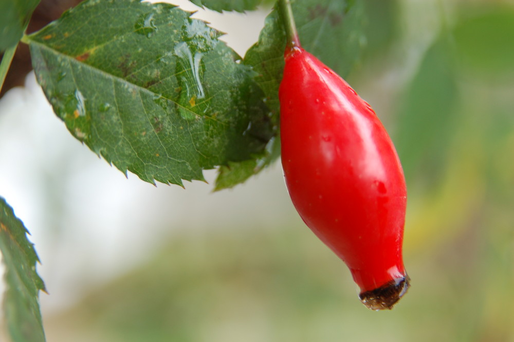 eben im Garten...