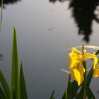 Eben im Garten.....