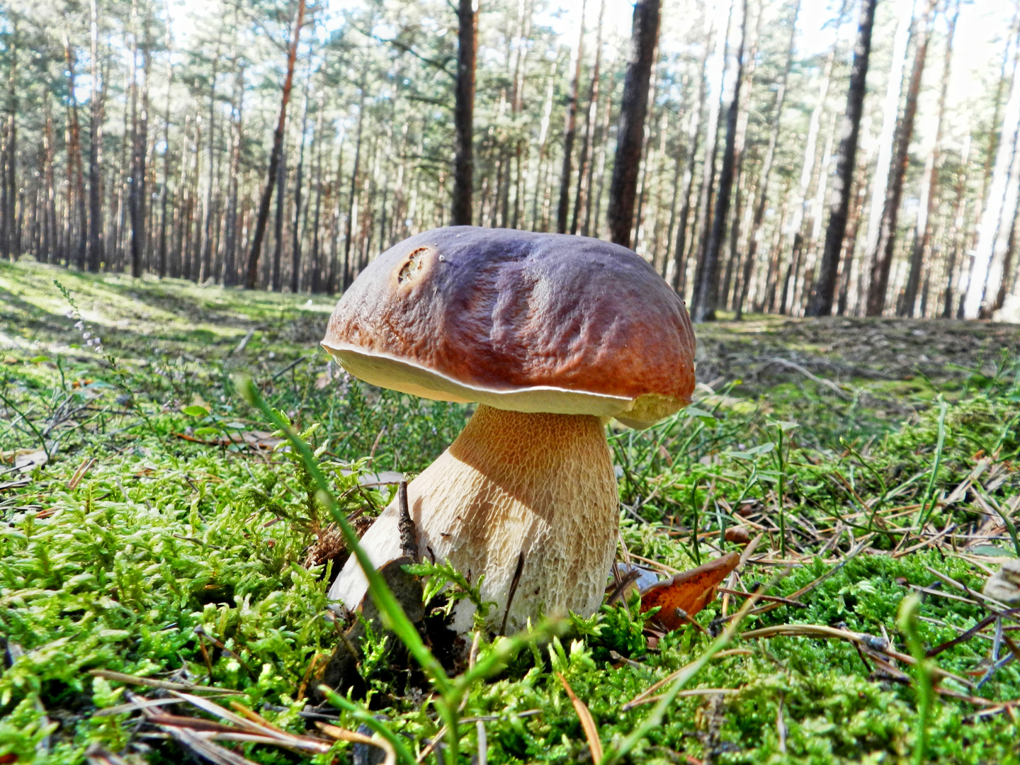 Eben im Wald