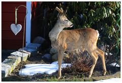 Eben in meinem Garten