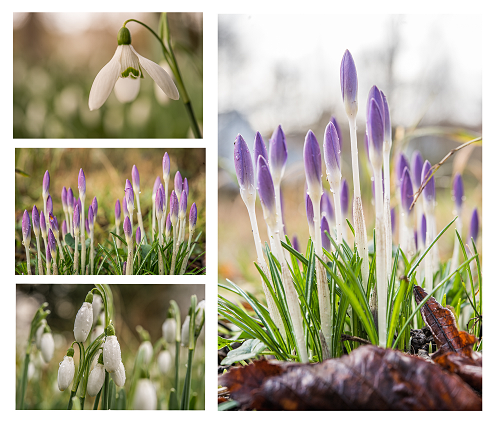 eben noch im Garten aufgenommen ...