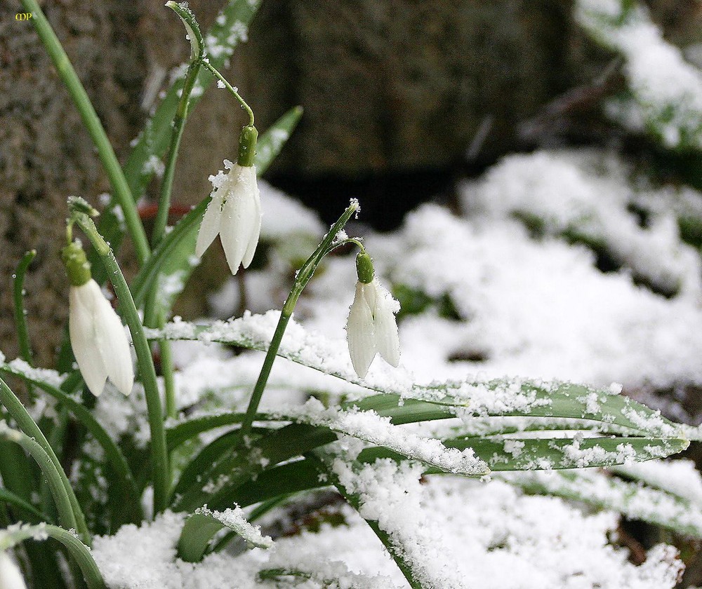 eben Schneeglöckchen