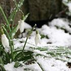 eben Schneeglöckchen