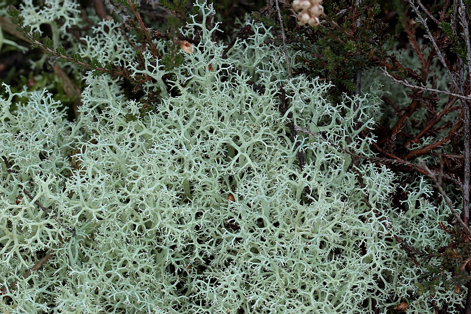 Ebenästige Rentierflechte (Cladonia portentosa)