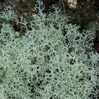 Ebenästige Rentierflechte (Cladonia portentosa)